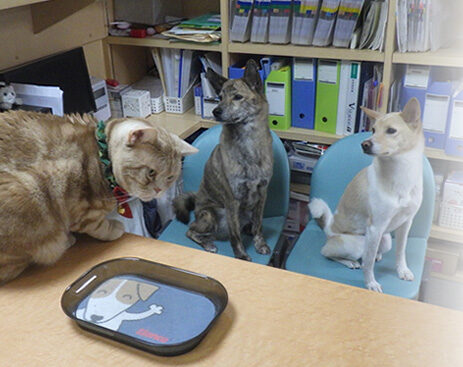 一般社団法人獣医キャリア教育支援機構